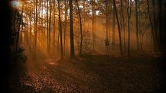 Fall nature sunbeams forest