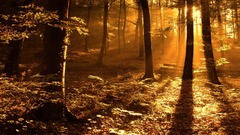 Fall sunset forest nature