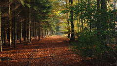 Fallen leaves nature Trees
