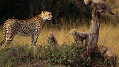 Family Animals cheetahs family