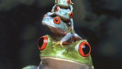 Family Frogs Red-Eyed Tree