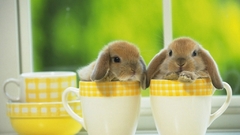 Fantasy Cool 3d Animals