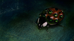 Fantasy insects Bug macro