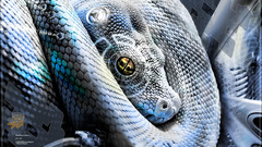 Fantasy Photoshop snake modern