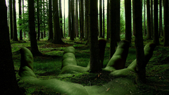 Fantasy Trees forest Photoshop hand artwork