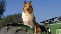 Farm collie