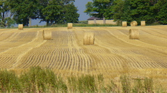 Farm hay nature