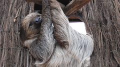 Faultier pieced histopathology is