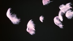 Feathers dark background minimalistic