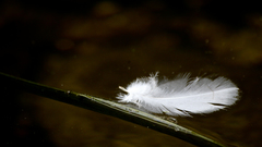 Feathers feather