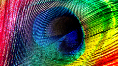 Feathers rainbows Peacocks