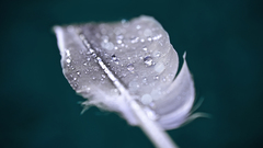 Feathers water drops