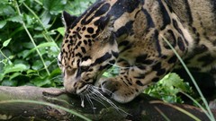 Feline clouded leopards