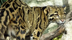 Feline clouded leopards