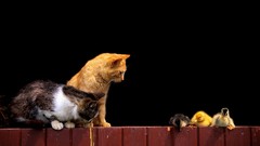 Fences Birds cats Animals