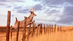 Fences deer Animal Collective