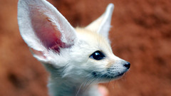 Fennec fox baby animals