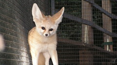 Fennec hank high