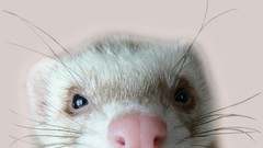 Ferret