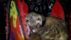 Ferret