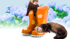 Ferret