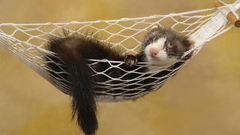 Ferret Animals hammock