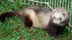Ferret gane tferrets animal