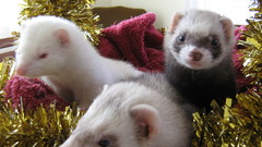 Ferrets