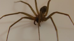 Fiddleback spider fight high