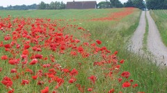 field Flowers path Poppies dirt road Plants outdoors