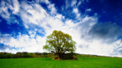 Field landscape tree sky