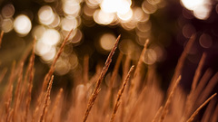 Fields bokeh