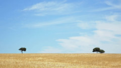 Fields corn Trees sky