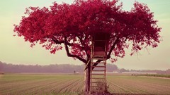 Fields flowered trees tree house