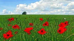 Fields red flowers Poppies