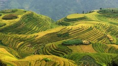 Fields rice Asia agriculture