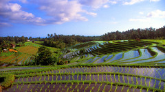 Fields ricefields