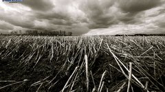 Fields sepia crops