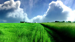 Fields skyscapes