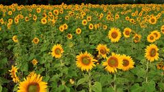 Fields Sunflowers