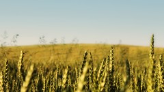 Fields wheat grain nature
