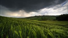 Fields wheat Green grass