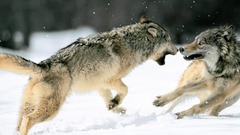 Fight Snatch Wolves