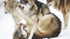 Fight Wolves