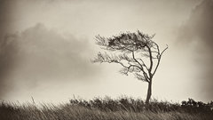 Fighter lonely high Resolution eckenheimer