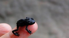 Fingers amphibians Toads