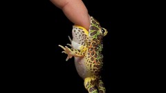 Fingers Frogs biting amphibians