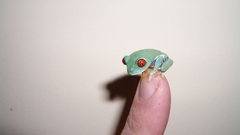 Fingers Frogs Red-Eyed Tree
