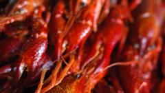 Finland crayfish high Aquarium