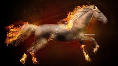 Fire Horses Ponyta